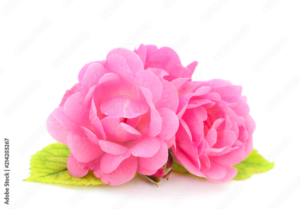 Beautiful pink roses. Beautiful pink roses.