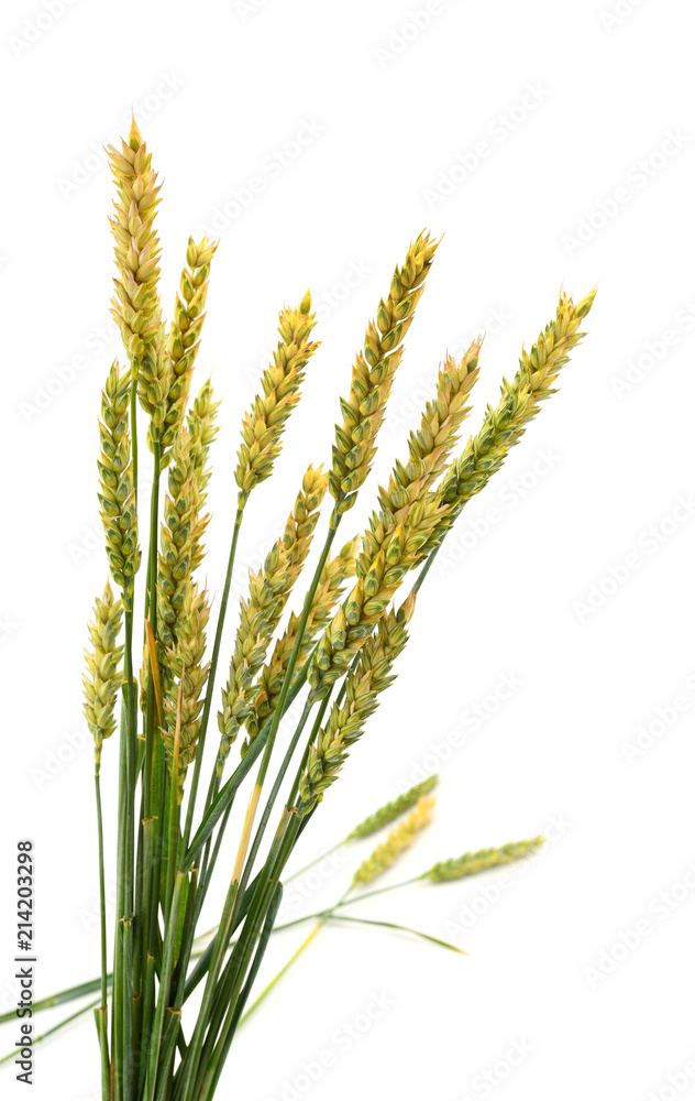 Ears green of wheat on white. Ears green of wheat on white.