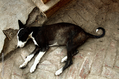 poor homeless skinny lorn dog on streets of city. photo