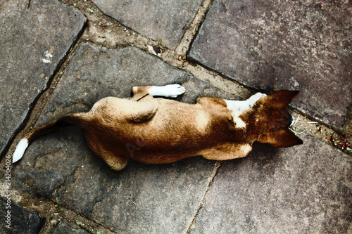 Stray dog on pavement, top view photo