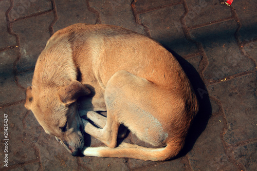 Stray dog on pavement, top view photo