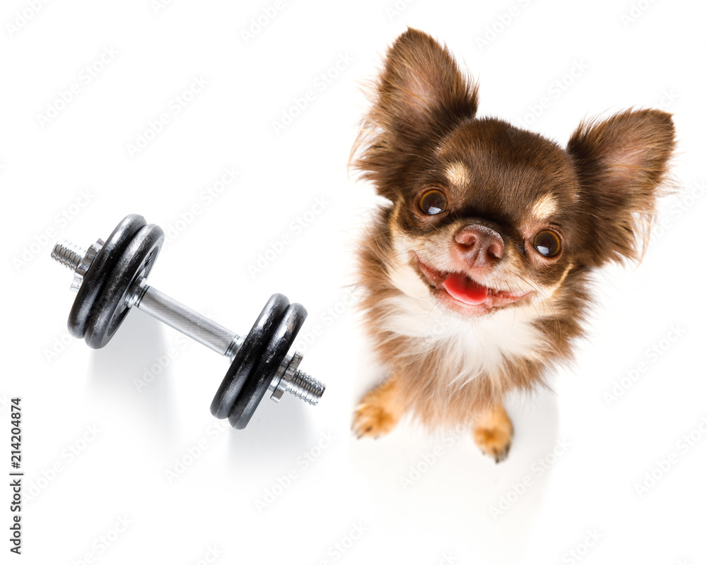 dog  with dumbbell