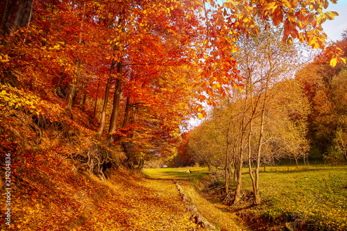 Walk along the autumn forest