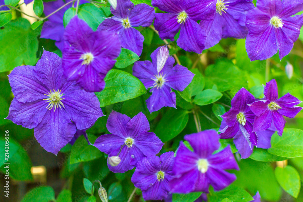 Clematis Clematis
