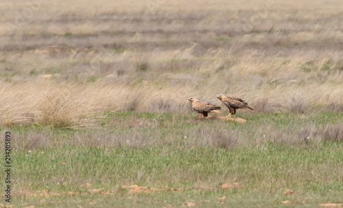Twain Long-legged buzzard (Buteo rufinus) sits on the ground amidst dry grass