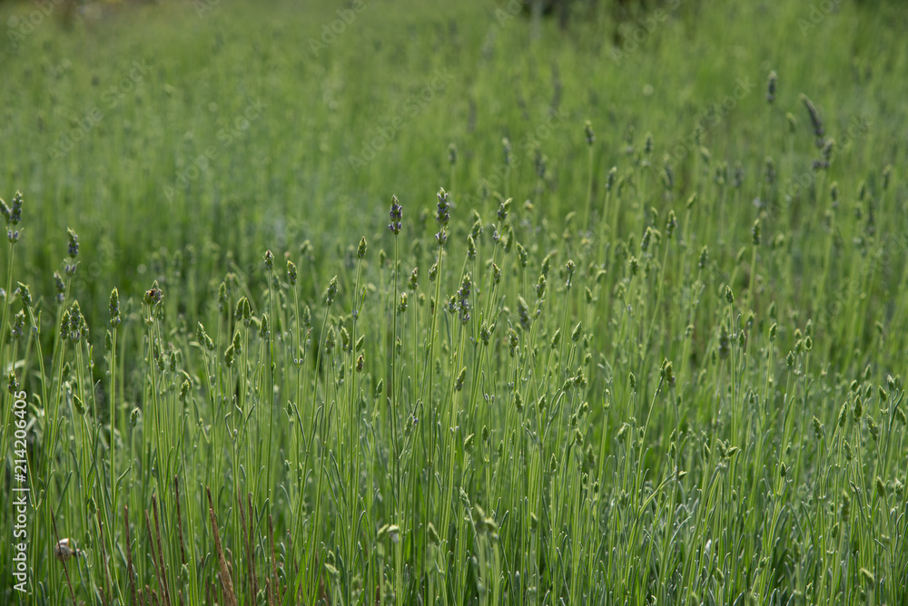 Fresh green blooming field of lavender herbal plants. Fresh green blooming field of lavender herbal plants.