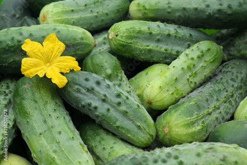 Green homemade cucumbers. Vegetables, organic food.