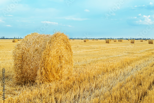 golden agriculture field after harvesting with roll of straw in sunset time