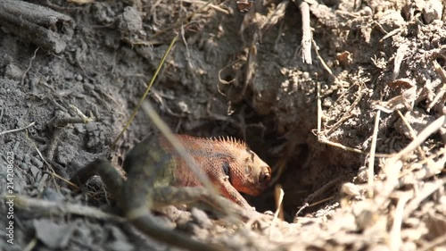 Lizard, Chameleon female digging a hole in sand for her eggs : Slow-motion photo
