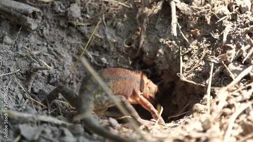 Lizard, Chameleon female digging a hole in sand for her eggs : Slow-motion photo