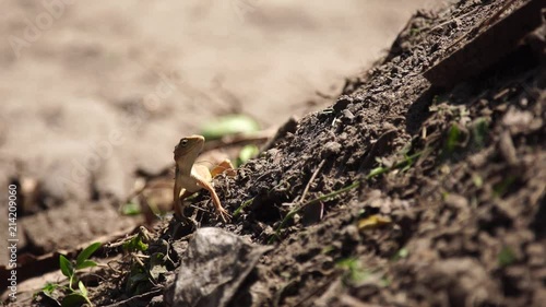 chameleon female digging a hole in sand for her eggs : Slow-motion photo