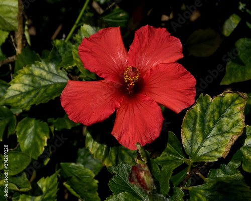 Madeira - ein großer Garten photo