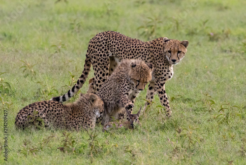 Young cheetah being trained by their mother, having captured a baby gazelle, Kenya, June 2018