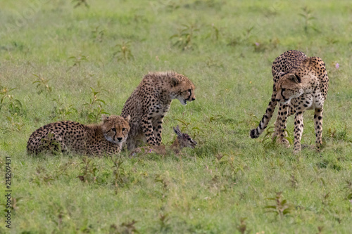 Young cheetah being trained by their mother, having captured a baby gazelle, Kenya, June 2018