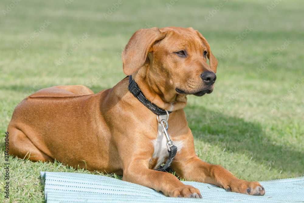 Beautiful golden ridgeback lying down with head lifted staring into the distance Beautiful golden ridgeback lying down with head lifted staring into the distance