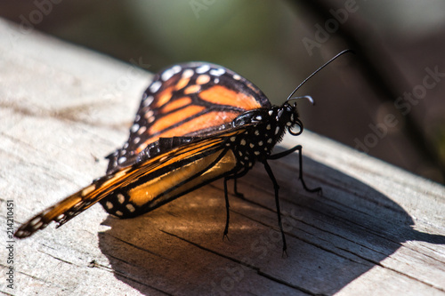 CLOSE-UP BUTTERFLIES