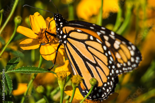 CLOSE-UP BUTTERFLIES