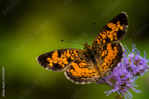 CLOSE-UP BUTTERFLIES