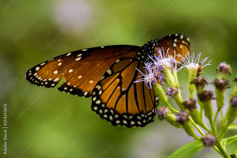Fototapeta premium CLOSE-UP BUTTERFLIES