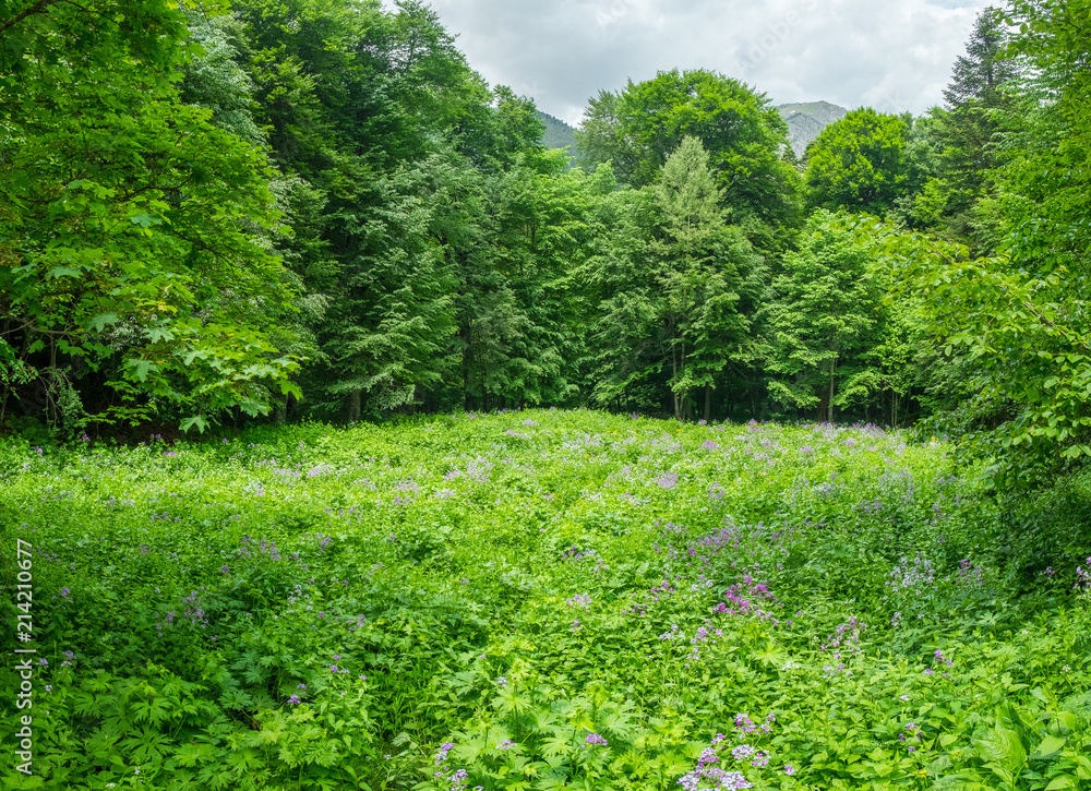 bright green meadow with flowers covered with trees with dense foliage
