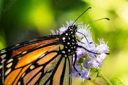 CLOSE-UP BUTTERFLIES