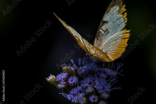 CLOSE-UP BUTTERFLIES