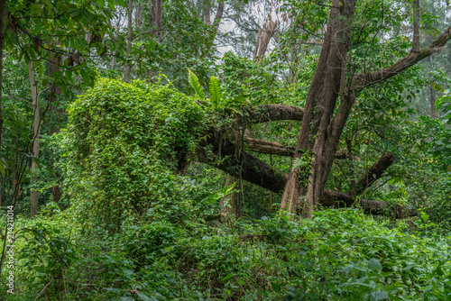 Dense forrest