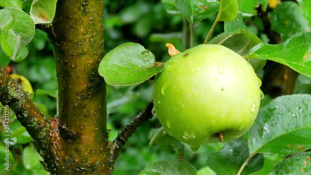 Summer rain in the garden with apples. Soon it's time to harvest in the orchard Summer rain in the garden with apples. Soon it's time to harvest in the orchard