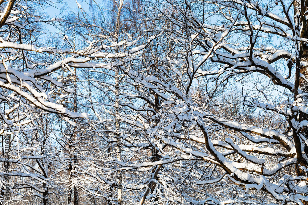 snow-covered branches in sunny winter day snow-covered branches in sunny winter day