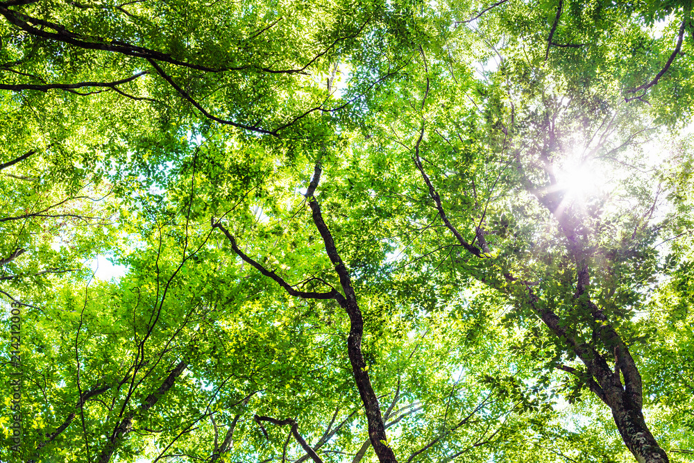 Obraz premium sun shines through the trees in the fores