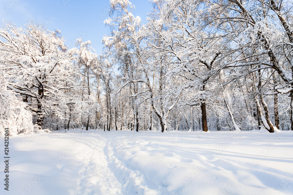 view of snowy forest park in winter morning view of snowy forest park in winter morning