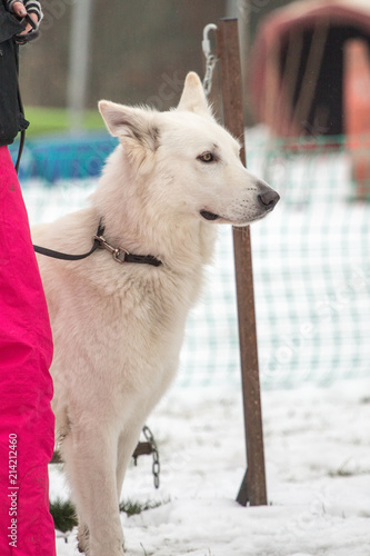 Portrait of a Swiss white shepherd dog walking in Belgium