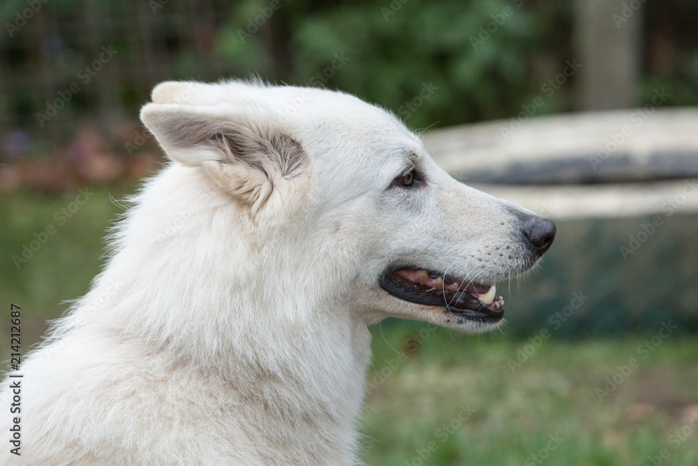 Portrait of a Swiss white shepherd dog walking in Belgium Portrait of a Swiss white shepherd dog walking in Belgium