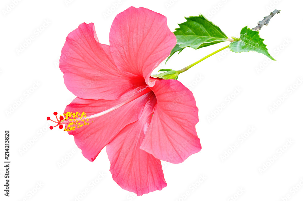 Red hibiscus flower isolated on white background. - obrazy, fototapety, plakaty 