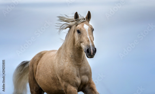 Portrait of a palomino horse. Close up portrait of a running horse.  © Osetrik