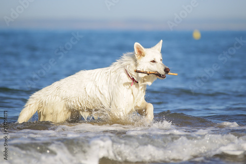 White swiss shepherd