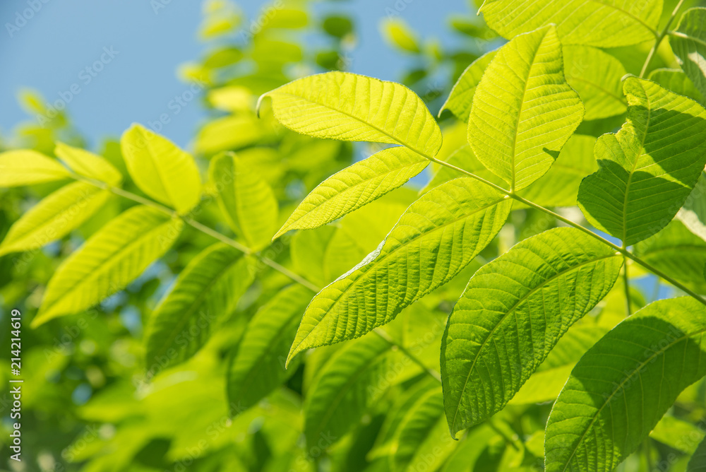 Beautiful green leaves of a manchurian nut in sunlight against a blue sky Beautiful green leaves of a manchurian nut in sunlight against a blue sky