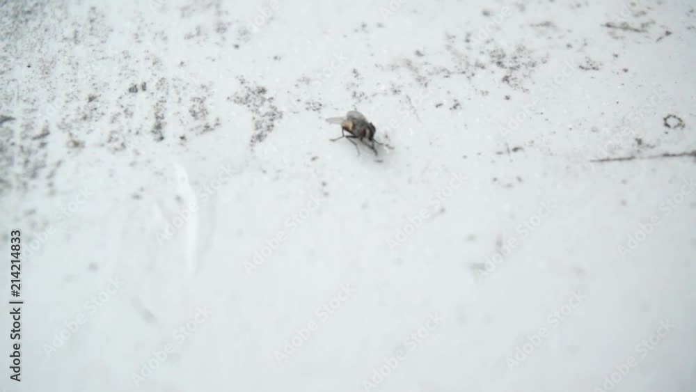 Camera revolves around a fly sitting on white surface in close up Camera revolves around a fly sitting on white surface in close up