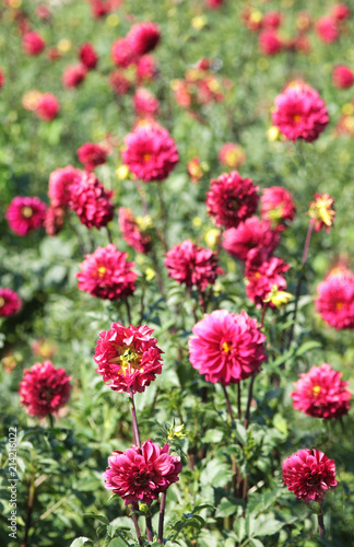 red flowers on a field