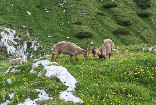 Salita al rifugio Corsi  Tarvisio  Italia 