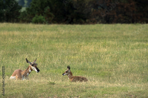 Pronghorn  Antelope 