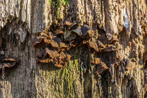 Close-up of tree trunk with wild-grown mushrooms