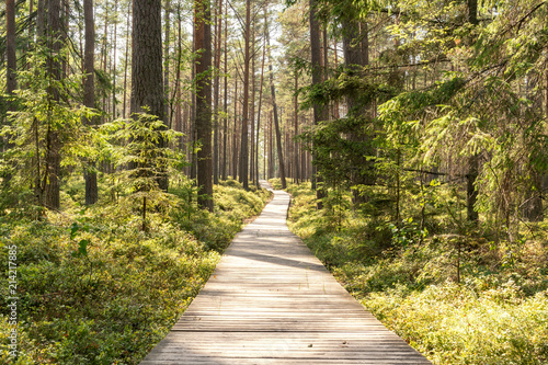 Pine forest with wooden footpath