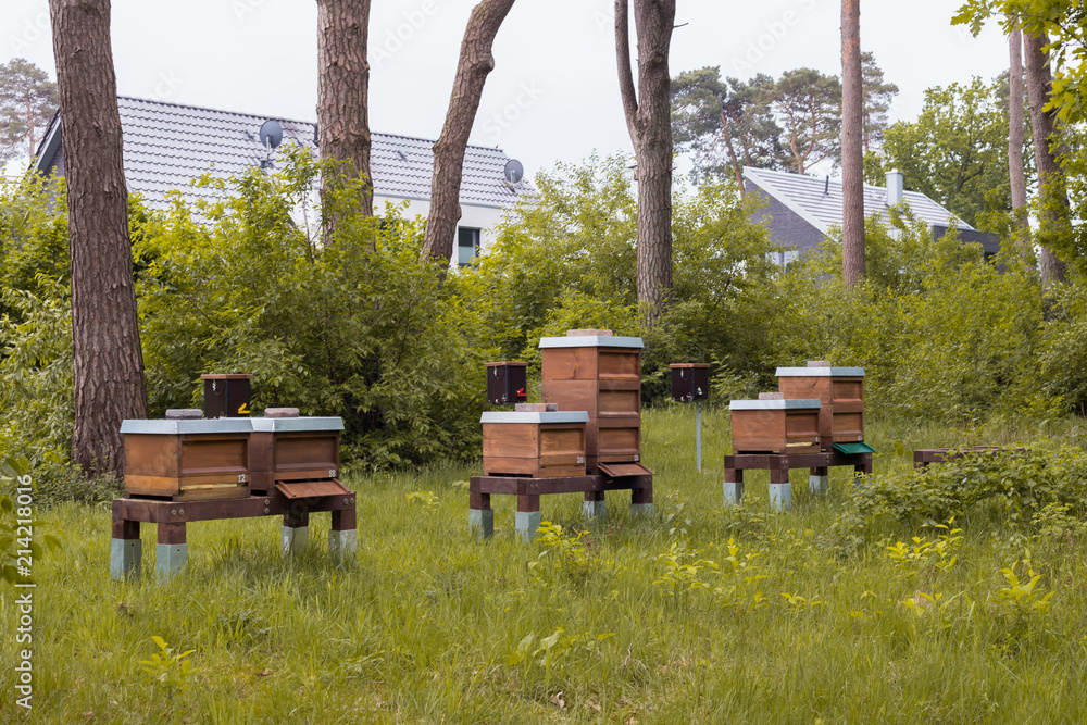 Bienenstöcke und Belegstelle zur Bienenzucht und Imkerei stehen hinter ...