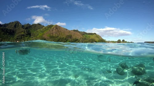 Wallpaper Mural snorkeling in a lagoon with tropical fish, French Polynesia Torontodigital.ca