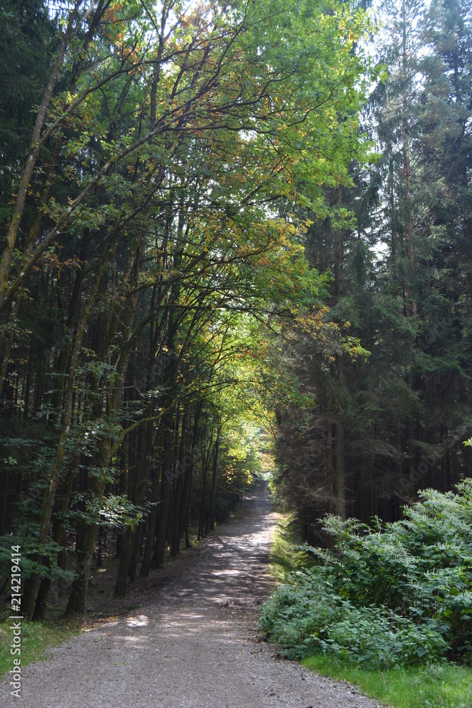 Fototapeta premium Impressionen des Waldes