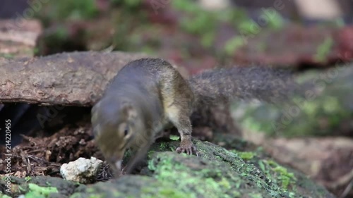 Wallpaper Mural Blakiston's fish owl (Ketupa blakistoni) in Hokkaido, Japan Torontodigital.ca