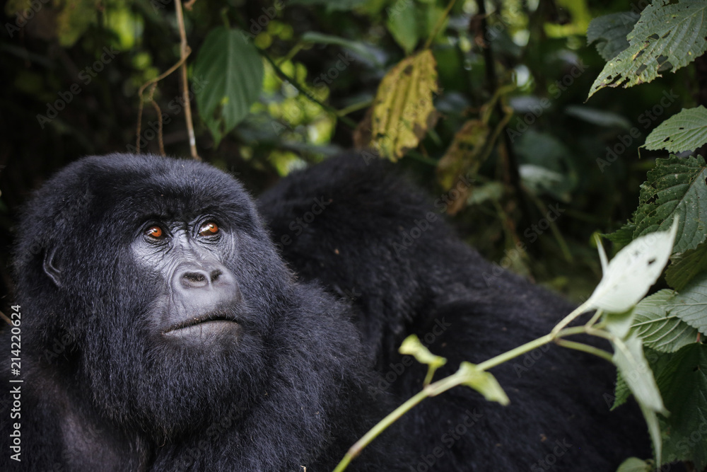 Africa, Democratic Republic of Congo, Mountain gorilla, silverback in jungle Africa, Democratic Republic of Congo, Mountain gorilla, silverback in jungle