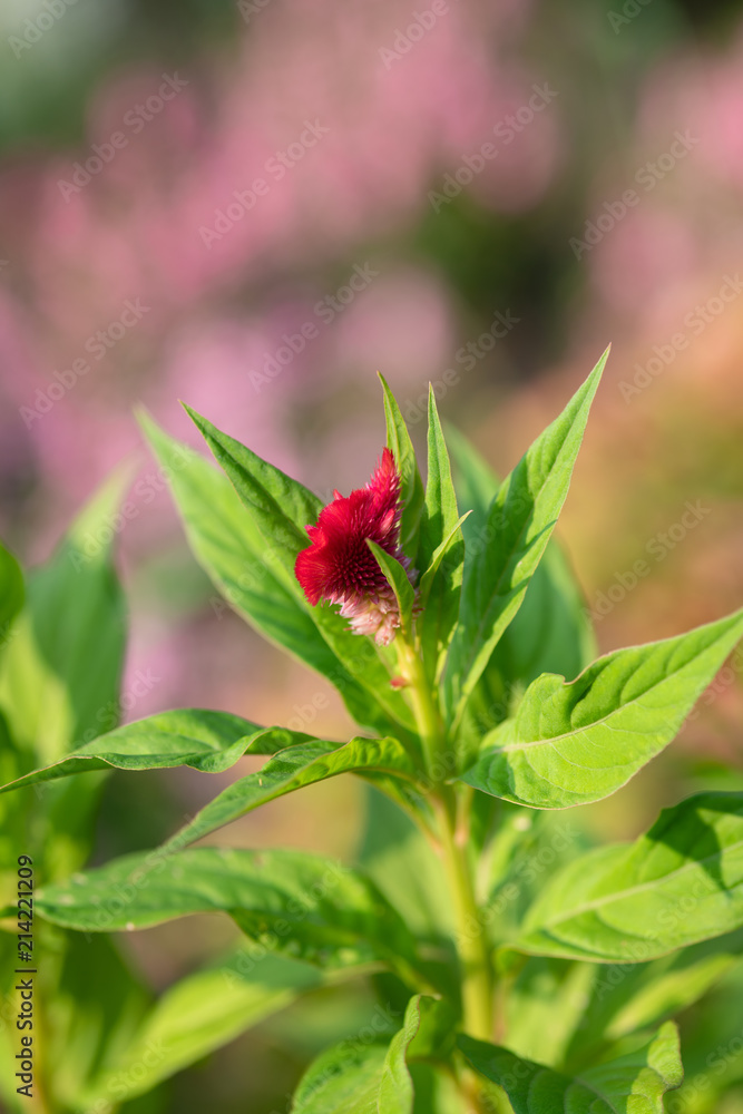 赤いケイトウの花のアップ 赤いケイトウの花のアップ