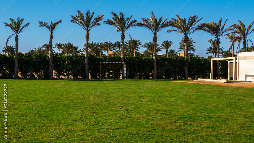 palms in the field of a football field